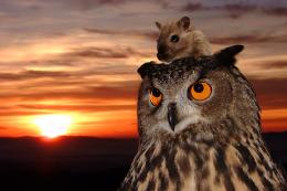 the owl and the mouse